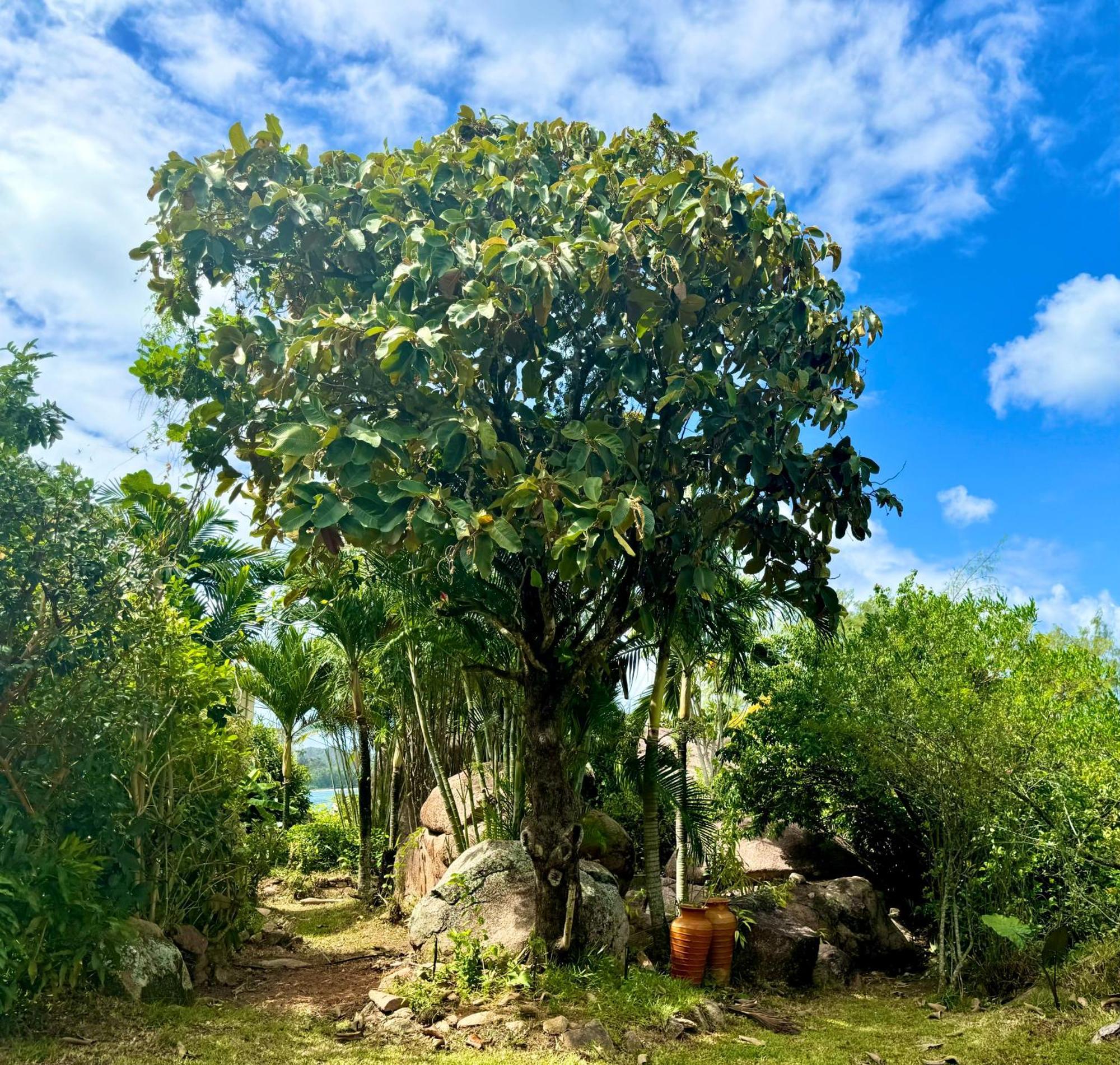 Ferienwohnung Jardin Marron Baie Sainte Anne Exterior foto